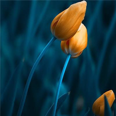 AOA体育登录入口手机app下载